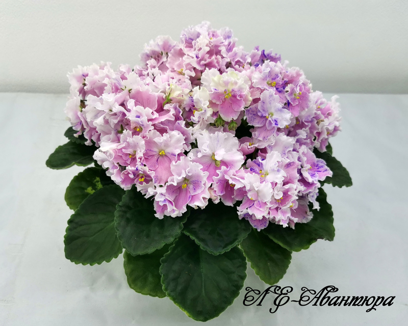 ЛЕ-Авантюра.jpg
