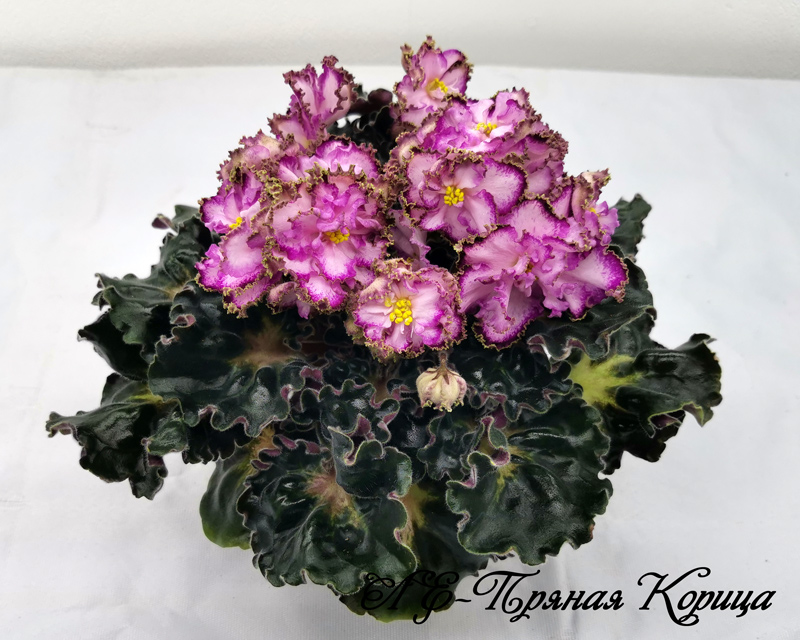 ЛЕ-Пряная-Корица.jpg