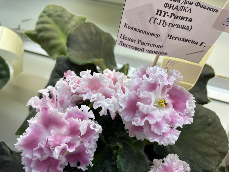 Чегодавева. ПТ-Розита.jpg