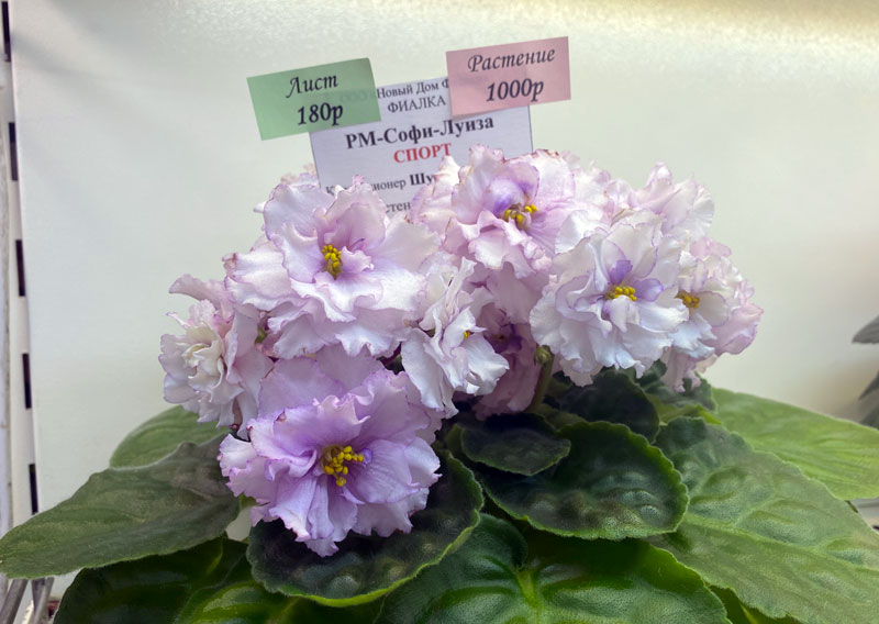 IMG_0911.jpg