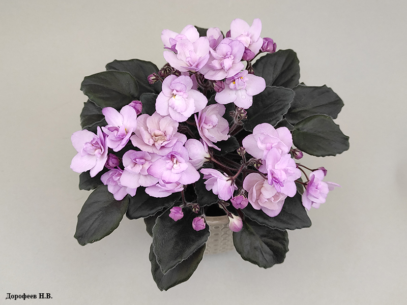 Ness' Satin Rose