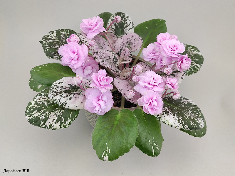 Rose Bouquet