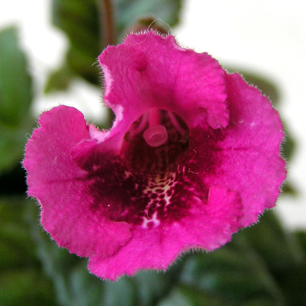 Fuchsia-Treasure.jpg