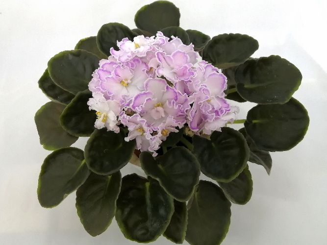 ПТ-Хрустальная Лледи.jpg