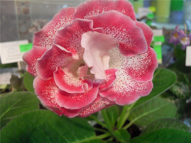 72a551a10242.jpg