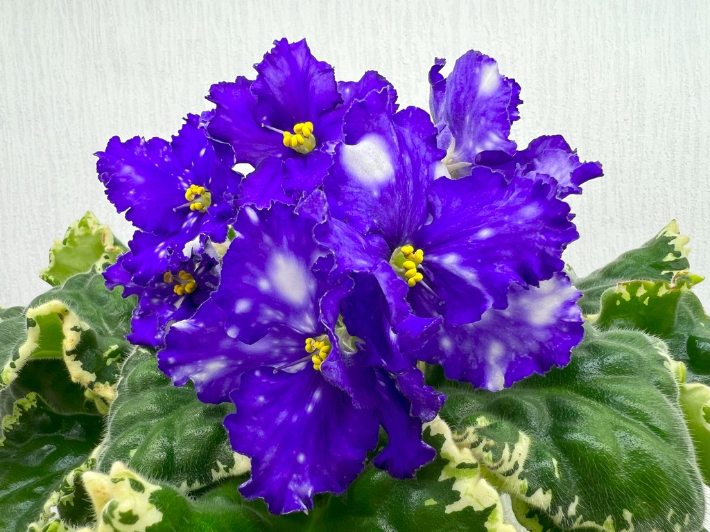 IMG_6600 МТ-Звездная Колыбель.jpg