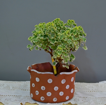 p. crispum 'Variegatum'