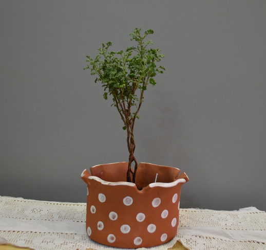 Пеларгония p. Abrotanifolium