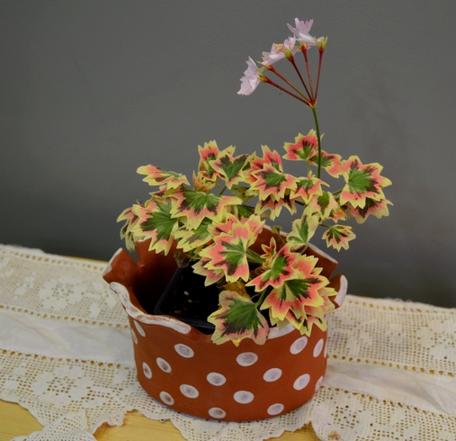 pelargonium Jill brown.