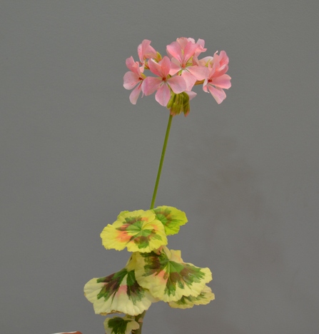 Warrenorth Thulite