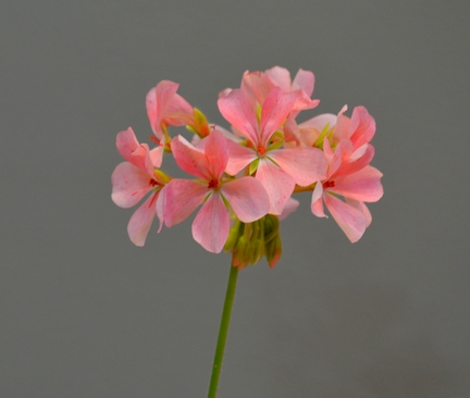 Warrenorth Thulite