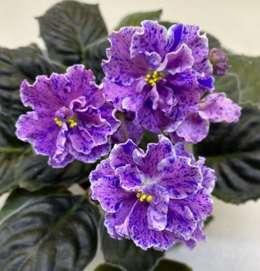 ЛЕ-Розмари.jpg