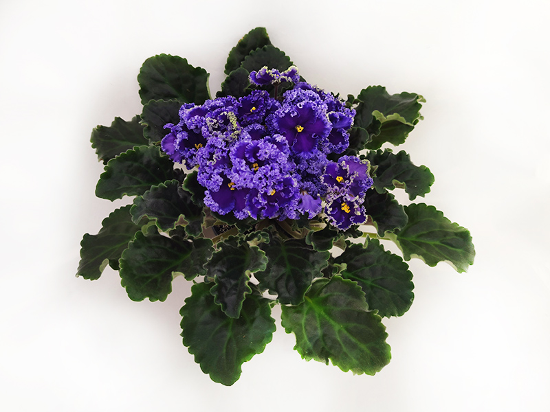 3.Reigning Beauty (J. Swift)  колл.Е.Галицкая.jpg