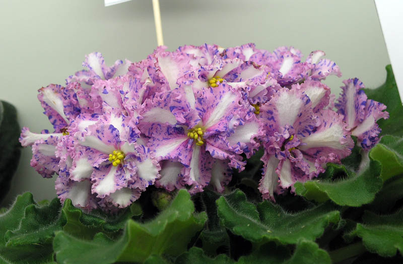 Carnation Sprinkles