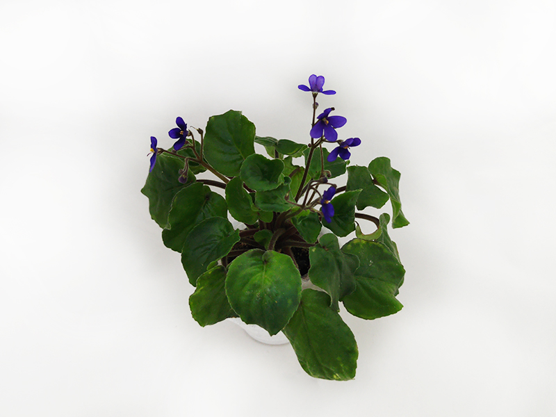 1.S.clone orbicularis var. purpurea  колл.И.Рачков.jpg