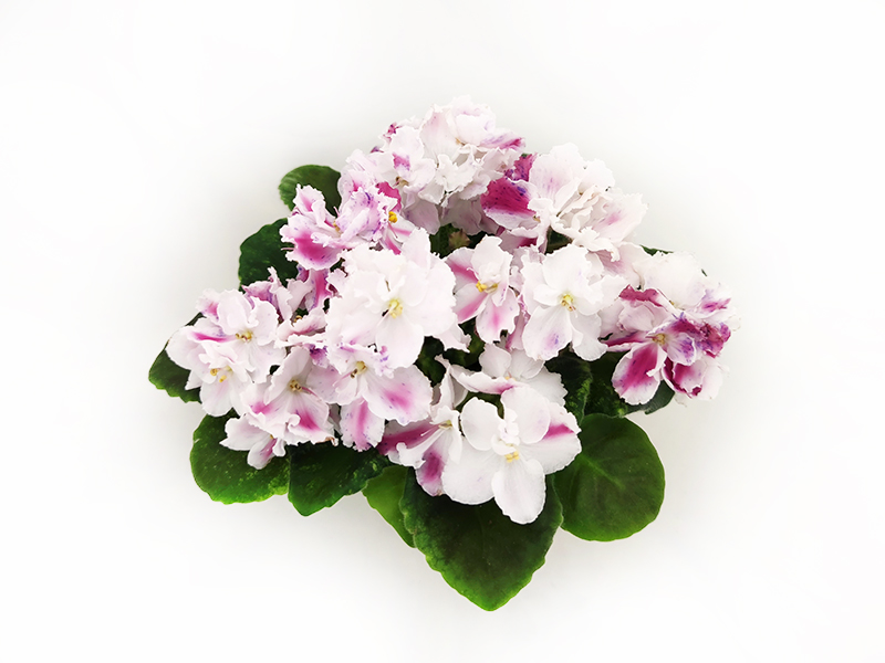 1.ЛЕ-Зорянка (Е.Лебецкая)  колл.Т.Клещукова.jpg