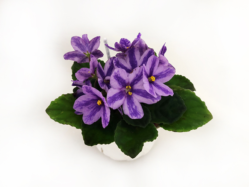 3.DS-Лавандовая Сказка (Dimetris)  колл.Л.Пак.jpg