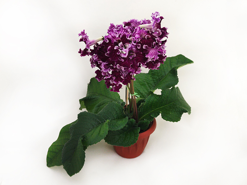 2.DS-Лена (Dimetris)  колл.Н.Дорофеев.jpg