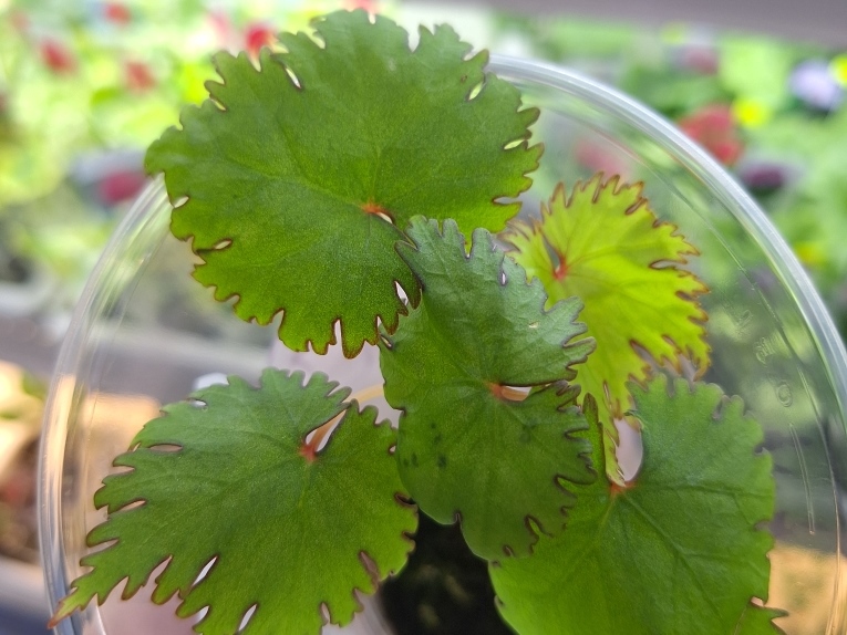 Бегония Lyallii var.masoalensis.jpg