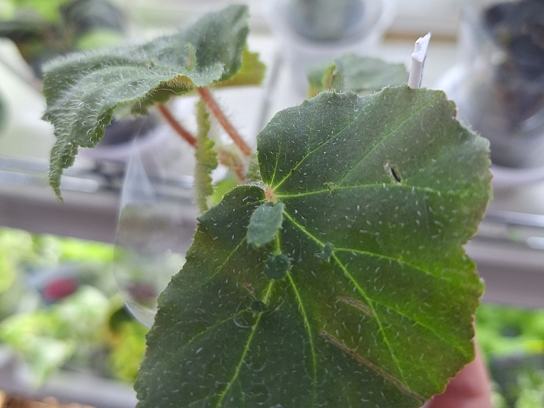 Begonia hispida var. cucullifera.jpg