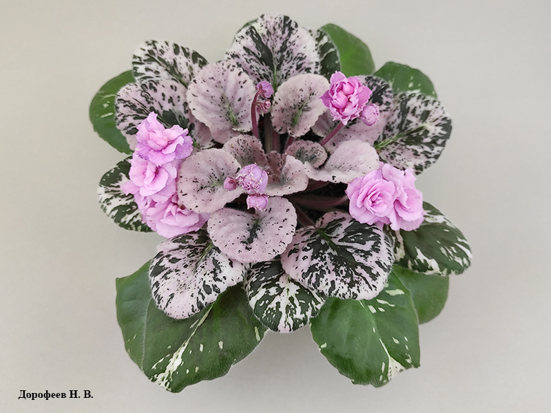 Rose Bouquet