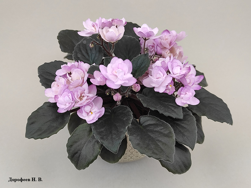 Ness' Satin Rose
