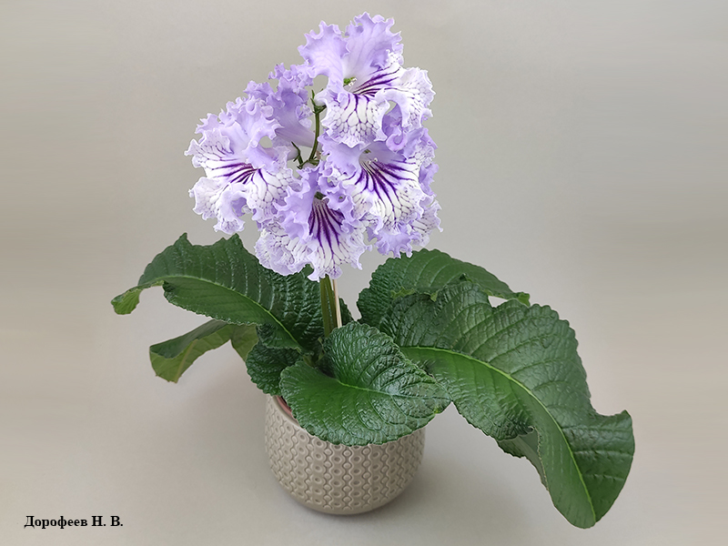 DS-Хрустальное Кружево