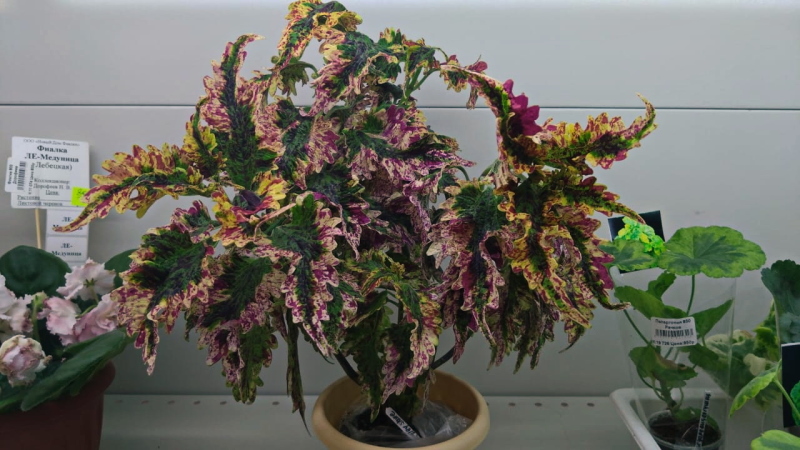 Колеус Пёстрая Шаль (Coleus Paisley Shaw) вегетативный