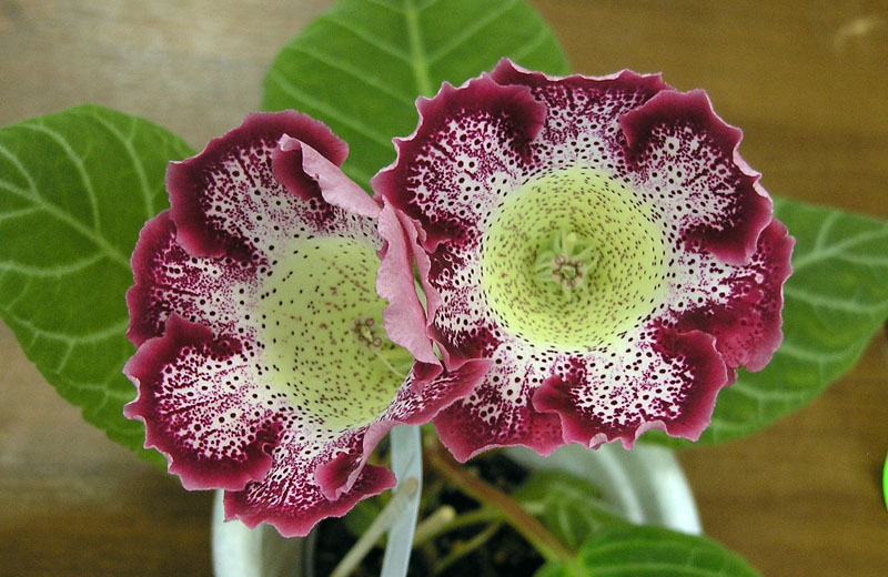 Tigrina Red