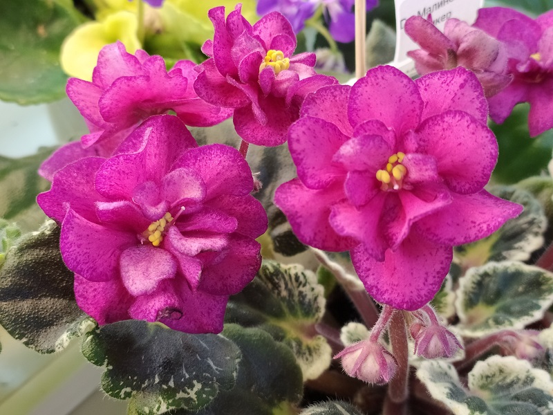 Dn-Малиновый Ликёр.jpg