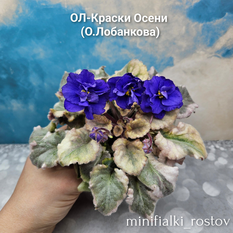 от НК-Средиземное Море..jpg