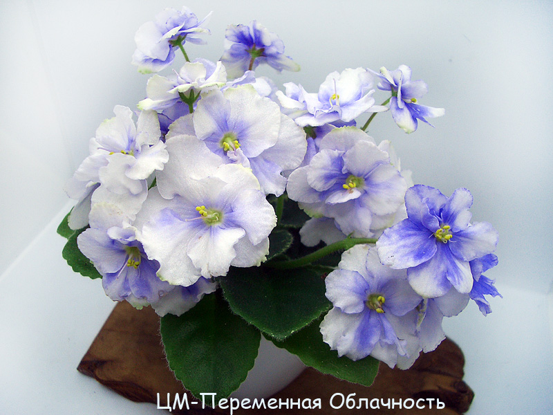 ЦМ-Переменная Облачность.jpg