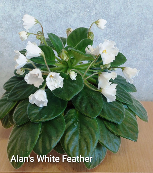 Alan's White Feather