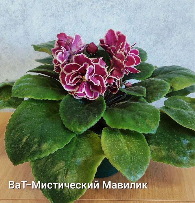 ВаТ-Мистический Мавилик