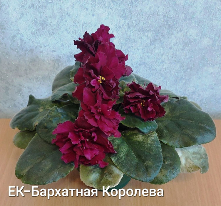 ЕК-Бархатная Королева