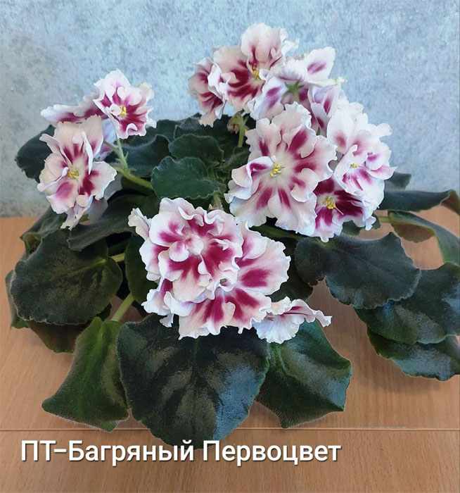 ПТ-Багряный Первоцвет