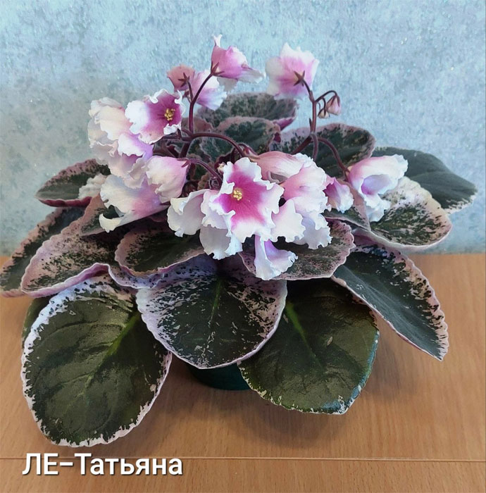 ЛЕ-Татьяна