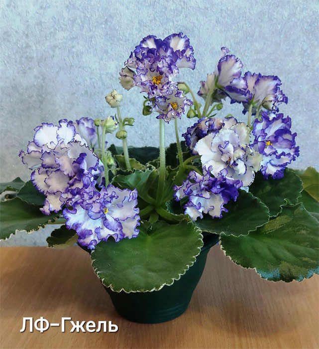 ЛФ-Гжель