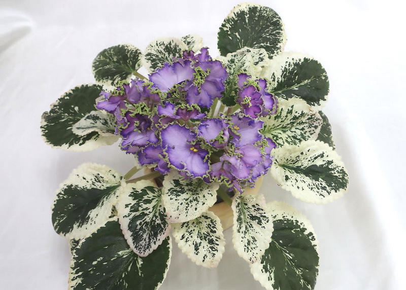 ЛЕ-Галатея  колл.Л.Галицкая.JPG