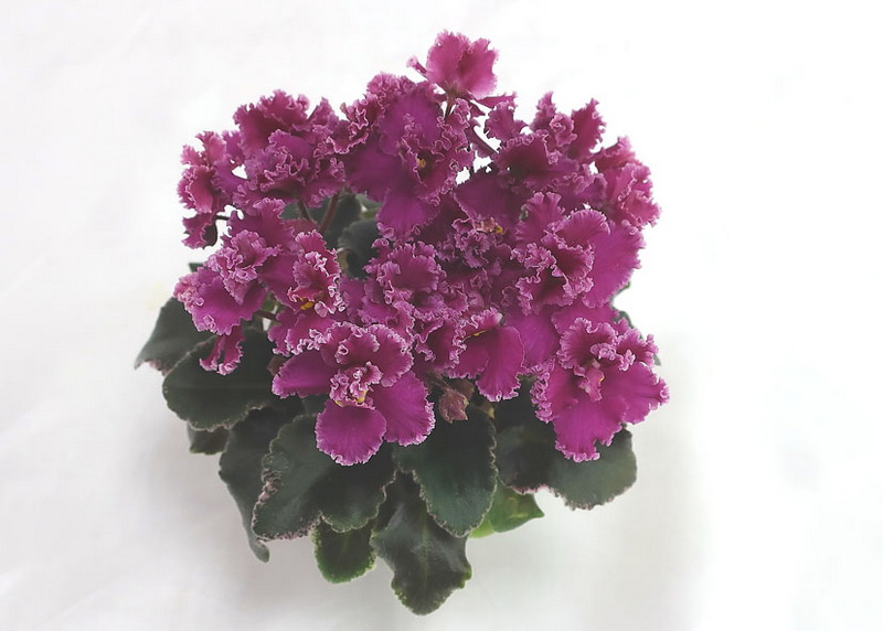 Jolly Frills  колл.И.Милехин.JPG