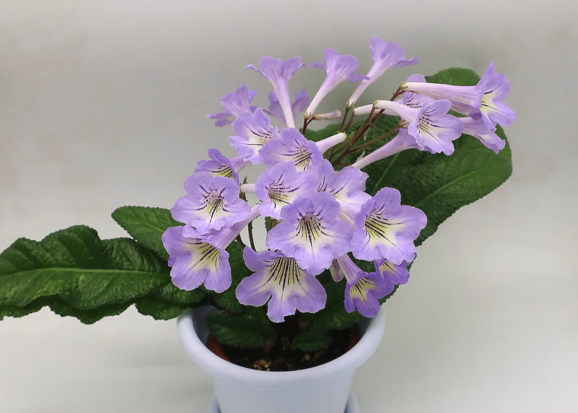 МК-Морская Жемчужина  колл.М.Карпова.JPG