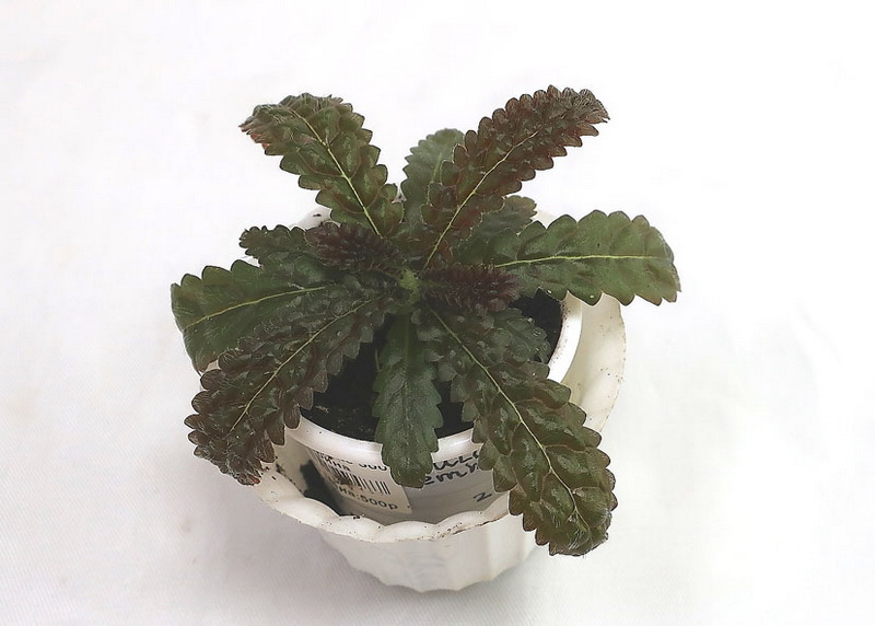 Nautilocalyx pemhhidius L.E.SkoG  колл.И.Щедрина.JPG