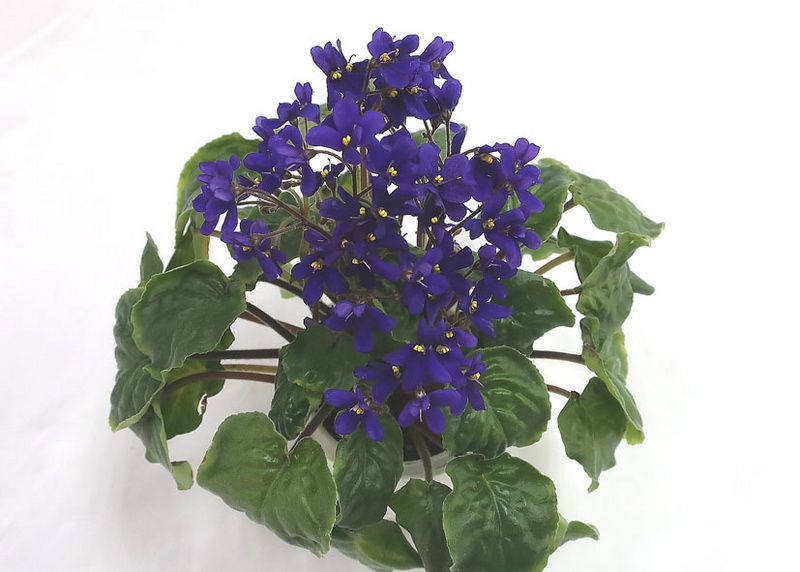 S.orbicularis var.purpurea  колл.Н.Старостенко.JPG