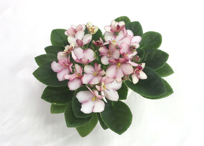 Star Sakura  колл.Н.Старостенко.JPG