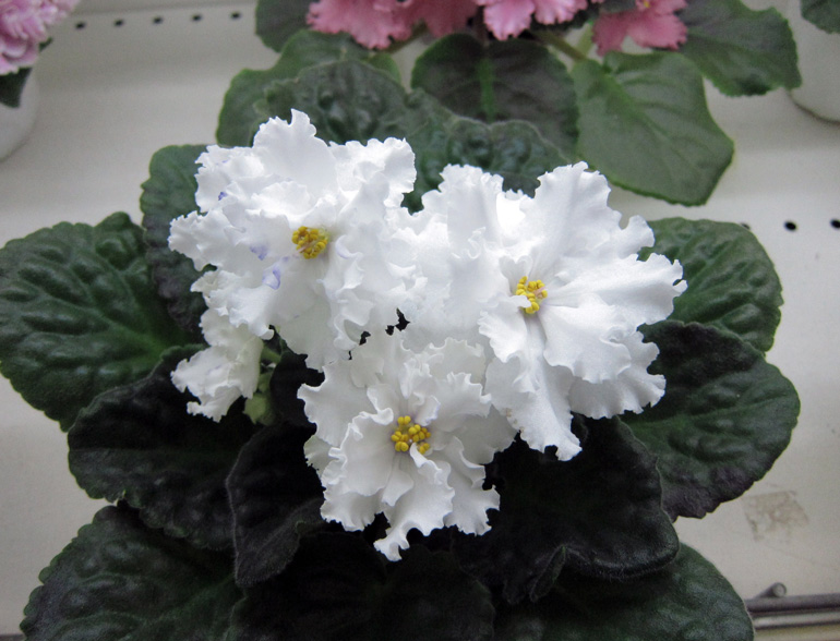 Arctic-Frost-(K).jpg