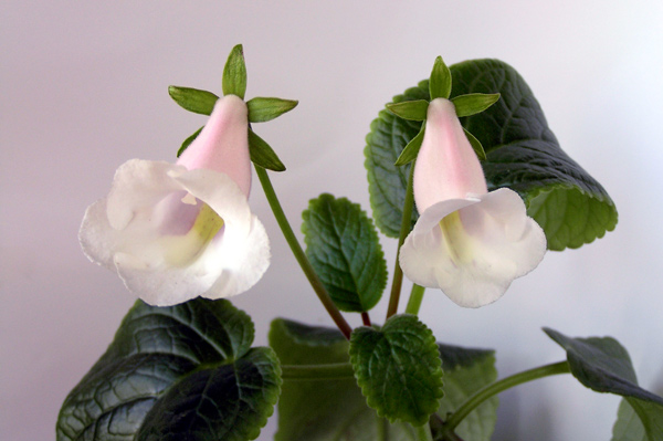 Pale-Beauty.jpg