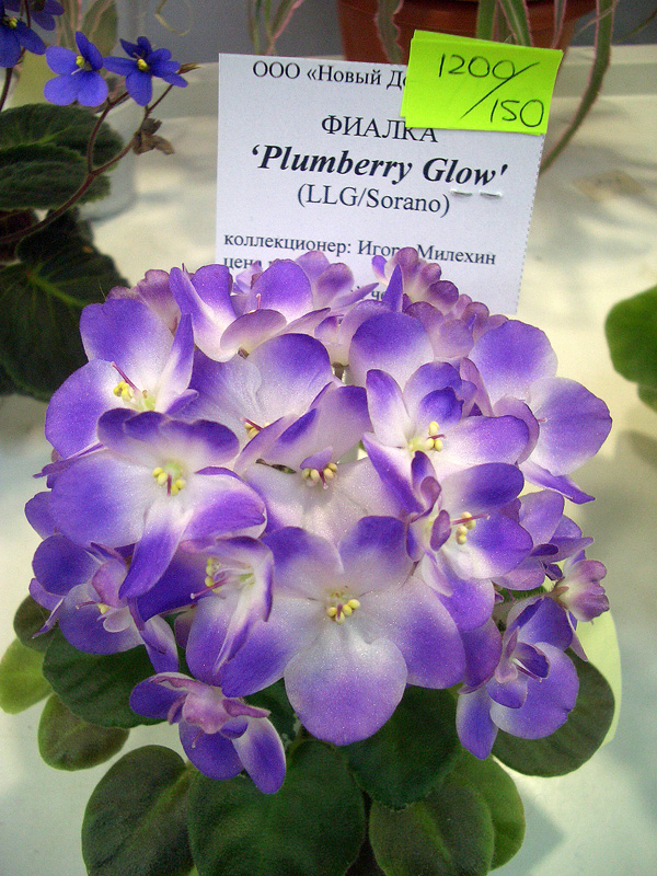 CIMG5804.JPG