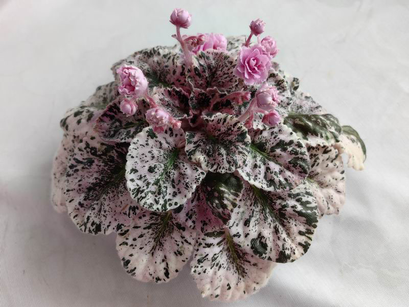 Rose Bouquet.jpg