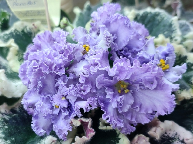 Галицкая ПТ-Сиреневый Рассвет.jpg