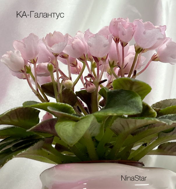 КА-Галантус